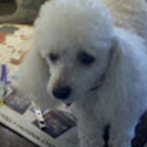 Meet your Posher, Bob